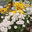행복flower | 구래동꽃집 더플라워 24시간꽃집, 퇴근길에 만난 행복 가득 꽃집 후기!