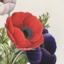 보태니컬 아트 이미지