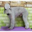 베스애견 이미지