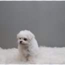 애견용품 창고형 할인매장 이미지