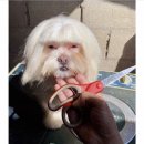 댕댕이미용 이미지