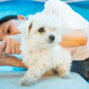 댕댕아 놀자 이미지