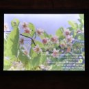 문경 오미자테마터널 이미지