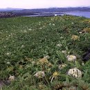 제주 토끼섬 문주란자생지 이미지