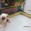 지아 애견샵 이미지