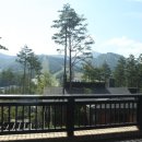 용평포레스트