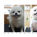 행복하개 애견샵 이미지