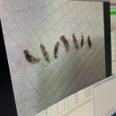 문산동물병원 네이버블로그