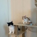 잔다냥 천안점 | [천안 고양이 미용] 무마취 고양이 미용 ”잔다냥“, 야옹이 미용은 최후의 선택