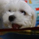 금동이PC 이미지