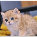 애니멀즈 강아지분양 고양이분양 대전점 이미지