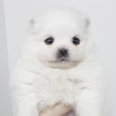 구산동강아지 이미지