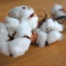 고향 청국장 이미지