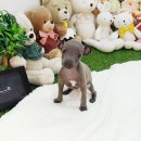멍멍이샵