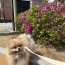 댕구르르 이미지