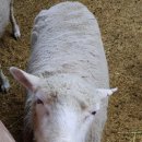 창대목장 이미지