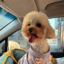 테일러퍼피 이미지