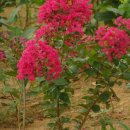 배들농장 이미지