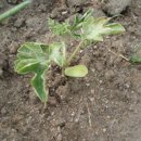 노리댕댕 이미지