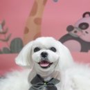 해맑은 애견미용 이미지