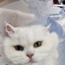 커뮤니캣 고양이 호텔&미용실 이미지