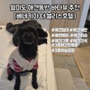 개와 사람(애견호텔) | 월미도 애견호텔추천 베네키아 더 블리스호텔 푸들후기