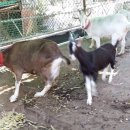 청학목장 이미지