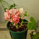 솔메이트 이미지