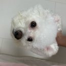 굿파파 24시 반려동물건강검진센터 | 비숑 미용하기 (강아지여름미용/강아지미용/귀툭튀컷/비숑컷/24시동물병원)