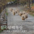칠곡양떼목장 이미지