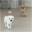 창원애견호텔 강아지유치원 애견미용 맘바이 창원점 | 창원애견호텔 새로오픈한 시설좋은곳(마산,진해,진영,김해)