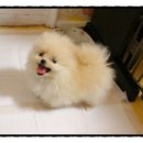 강아지분양 퍼피베이비 이미지