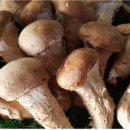 사비농장 이미지