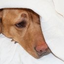 서서동물의료센터 이미지