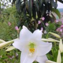 화이트 헤븐 이미지