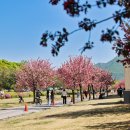 경기운영동 | 하남 겹벚꽃 개화시기 주차안내 미사경정공원 가볼만한곳