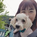 비숑마을펜션 이미지