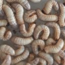 한국곤충연구소 이미지