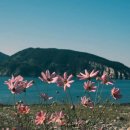 아일랜드 365 이미지