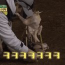 안정환표 숯불통닭구이.gif 이미지