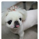 그루밍스토리 이미지