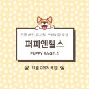 퍼피엔젤스 이미지