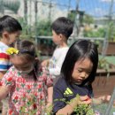 [7월 3주] 토마토 수확하기🍅&로메인 상추 심기🥬 이미지