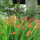 뜨락풍경 이미지