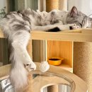 이솜 동물병원 | [ 일상 ] 대전 노은동 여아고양이 중성화수술 전문 동물병원 :D