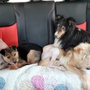 멋내는 애견 이미지