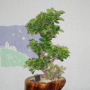 인삼공인중개사사무소 이미지