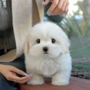 미유펫 강아지분양 고양이분양 부천점 이미지