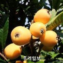 황금과일 이미지