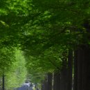 철길숲(학산동) 이미지